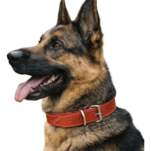 Coleira De Couro Promaster Epi Para Cães E Gatos